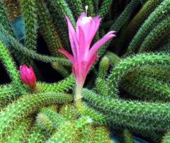 کاکتوس دم موشی